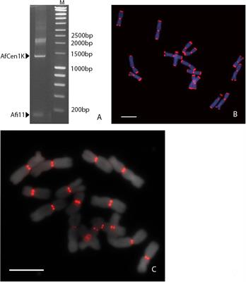 Functional Allium fistulosum Centromeres Comprise Arrays of a Long Satellite Repeat, Insertions of Retrotransposons and Chloroplast DNA